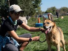 AUGUST, Hund, Mischlingshund in Bulgarien - Bild 3