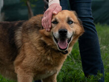 AUGUST, Hund, Mischlingshund in Bulgarien - Bild 4