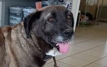 TARA, Hund, Mischlingshund in Bulgarien - Bild 1