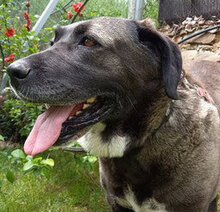 TARA, Hund, Mischlingshund in Bulgarien - Bild 3
