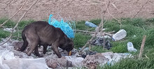 TARA, Hund, Mischlingshund in Bulgarien - Bild 5