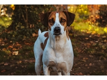 FLAKEJA, Hund, Mischlingshund in Lünen - Bild 2