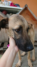 BIGBABY, Hund, Mischlingshund in Bulgarien - Bild 1
