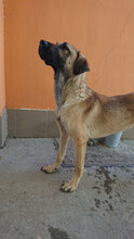 BIGBABY, Hund, Mischlingshund in Bulgarien - Bild 2