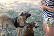 BIGBABY, Hund, Mischlingshund in Bulgarien - Bild 3