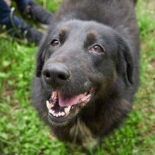 TRACY, Hund, Mischlingshund in Rumänien - Bild 1