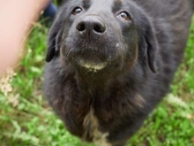 TRACY, Hund, Mischlingshund in Rumänien - Bild 10