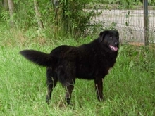 TRACY, Hund, Mischlingshund in Rumänien - Bild 11