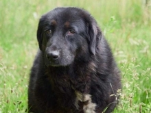 TRACY, Hund, Mischlingshund in Rumänien - Bild 12