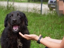 TRACY, Hund, Mischlingshund in Rumänien - Bild 13