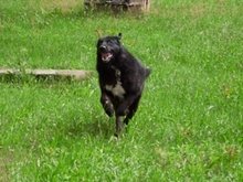 TRACY, Hund, Mischlingshund in Rumänien - Bild 14