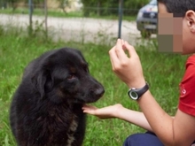 TRACY, Hund, Mischlingshund in Rumänien - Bild 3