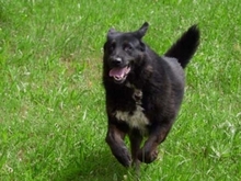 TRACY, Hund, Mischlingshund in Rumänien - Bild 5