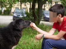 TRACY, Hund, Mischlingshund in Rumänien - Bild 9