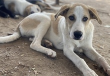 LIVIA, Hund, Mischlingshund in Griechenland - Bild 10