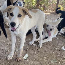 LIVIA, Hund, Mischlingshund in Griechenland - Bild 17