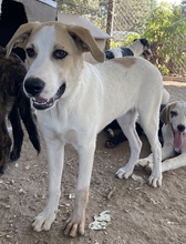 LIVIA, Hund, Mischlingshund in Griechenland - Bild 18