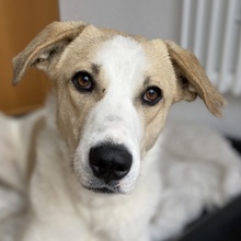 LIVIA, Hund, Mischlingshund in Griechenland - Bild 2