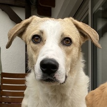 LIVIA, Hund, Mischlingshund in Griechenland - Bild 3