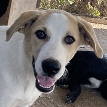 LIVIA, Hund, Mischlingshund in Griechenland - Bild 4