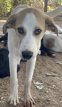 LIVIA, Hund, Mischlingshund in Griechenland - Bild 6