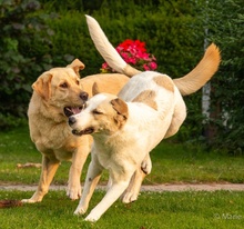 LIVIA, Hund, Mischlingshund in Griechenland - Bild 9