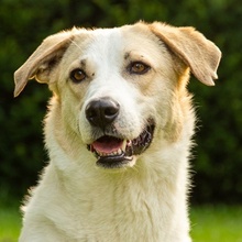 LIVIA, Hund, Mischlingshund in Hofgeismar - Bild 1