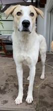 LIVIA, Hund, Mischlingshund in Hofgeismar - Bild 29