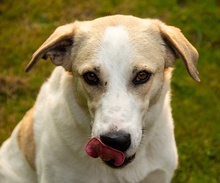 LIVIA, Hund, Mischlingshund in Hofgeismar - Bild 30