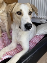 LIVIA, Hund, Mischlingshund in Hofgeismar - Bild 33