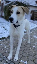 LIVIA, Hund, Mischlingshund in Hofgeismar - Bild 37