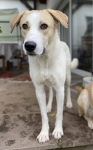 LIVIA, Hund, Mischlingshund in Hofgeismar - Bild 40