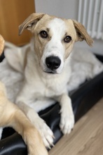 LIVIA, Hund, Mischlingshund in Hofgeismar - Bild 53