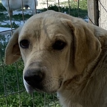 AIMEE, Hund, Mischlingshund in Griechenland - Bild 1