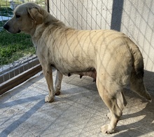 AIMEE, Hund, Mischlingshund in Griechenland - Bild 11