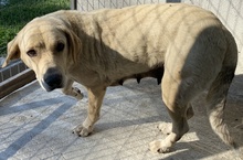 AIMEE, Hund, Mischlingshund in Griechenland - Bild 12