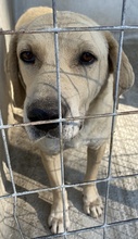 AIMEE, Hund, Mischlingshund in Griechenland - Bild 16