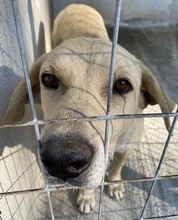AIMEE, Hund, Mischlingshund in Griechenland - Bild 4