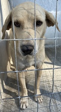 AIMEE, Hund, Mischlingshund in Griechenland - Bild 5