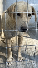 AIMEE, Hund, Mischlingshund in Griechenland - Bild 6