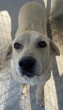 AIMEE, Hund, Mischlingshund in Griechenland - Bild 8