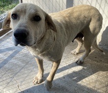 AIMEE, Hund, Mischlingshund in Griechenland - Bild 9