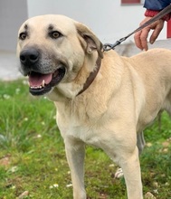 GASPAR, Hund, Mischlingshund in Portugal - Bild 1