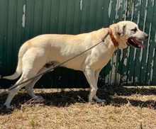 GASPAR, Hund, Mischlingshund in Portugal - Bild 10