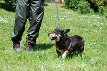 HIMEN, Hund, Mischlingshund in Polen - Bild 5