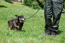 HIMEN, Hund, Mischlingshund in Polen - Bild 6