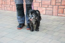 NERO, Hund, Mischlingshund in Polen - Bild 1