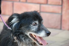 NERO, Hund, Mischlingshund in Polen - Bild 2