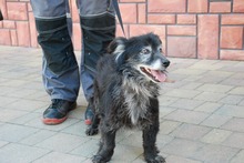 NERO, Hund, Mischlingshund in Polen - Bild 3