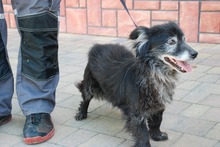 NERO, Hund, Mischlingshund in Polen - Bild 4